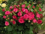 Роза бордюрная спрей-фларибунда «Глориус» Rose