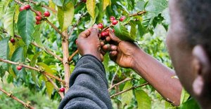 Руанда Мутетели мытый кофе