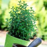 Пряно-ароматические, лекарственные, микрозелень, ЦВЕТЫ