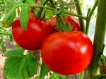 ОВОЩИ: томат высокорослый, низкорослый и среднерослый
