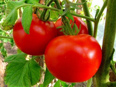 Товары для Всех и для каждого Актуальное наличие — ОВОЩИ: томат высокорослый, низкорослый и среднерослый
