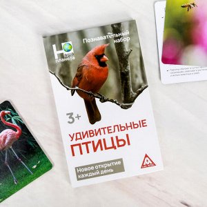 Энциклопедия в карточках «Удивительные птицы», 24 карточки