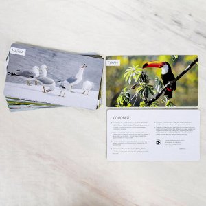 Энциклопедия в карточках «Удивительные птицы», 24 карточки