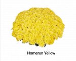 Homerun Yellow