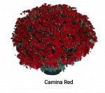 37 Camina Red