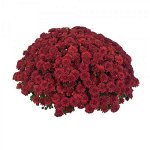 30 Meridian Cherry Red