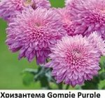 Хризантема Gompie Purple