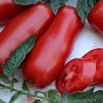 Семена Томат &quot;Дрова&quot;, 20 шт