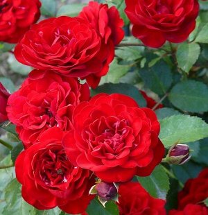 Роза Флорибунда Лаваглут (Код: 7814)