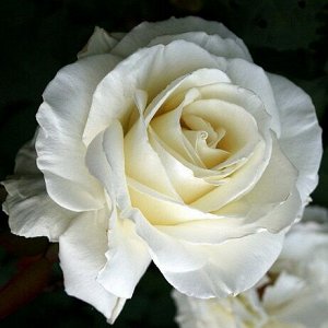 Роза Чайно-гибридная Айстленд (Код: 5142)
