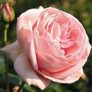 Роза Чайно-гибридная Афродита (Код: 4834)