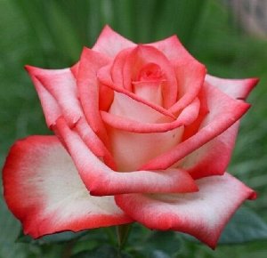 Роза Чайно-гибридная Блаш (Код: 3418)