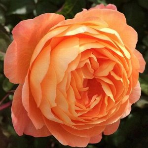 Роза Английская Романтика Мандариновая (Код: 6131)