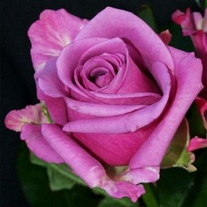 Роза Чайно-гибридная Кулл Ватер (Код: 4505)