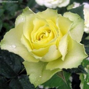 Роза Чайно-гибридная Лимбо (Код: 6056)