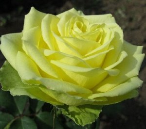 Роза Плетистая Салатовая (Код: 12360)