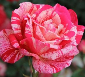 Роза Почвопокровная Папагено (Код: 6138)