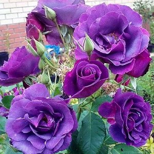 Роза Почвопокровная Рапсоди ин Блю (Код: 7850)