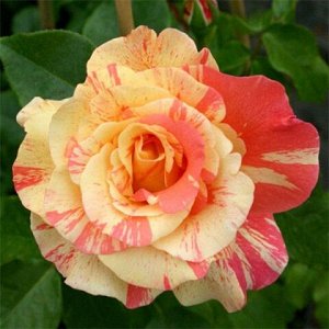 Роза Почвопокровная Сорбит Фруит (Код: 5533)