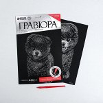 Гравюра на подложке «Шпиц» с металлическим эффектом «серебро» А4
