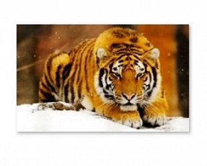 Рыжий кот. Холст 22х30 арт.HS208 с красками по номерам "Амурский тигр"