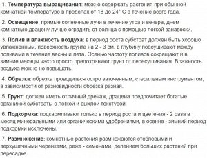 Драцена Компакта