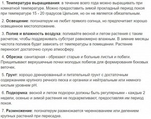 Green Rock Погонатерум просовидный (Бамбук Моника)