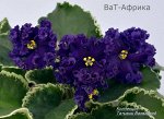Детка сенполии ВаТ-Африка