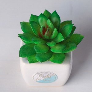 Суккулент в керамическом горшочке Only for You, 7.5 x 5.5 x 6 см