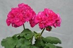 Черенок пеларгонии Bold Rose