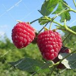Малина Иришка (1 летний саженец )