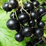 Черная Смородина Сокровище (1 летний саженец )