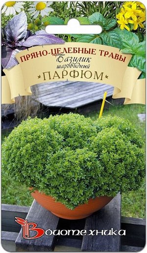 Базилик шаровидный Парфюм