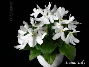 lunar Lily White
