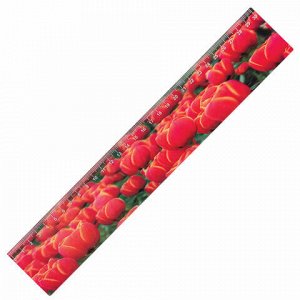 Линейка 3D, 30 см, BRAUBERG, объемная, "Красные тюльпаны", европодвес, 210590