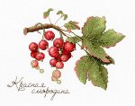 Дары природы. Красная смородина