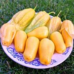 ФИЗАЛИС КОРОЛЕВА МАЛИНАЛЬКО Queen of Malinalco Tomatillos