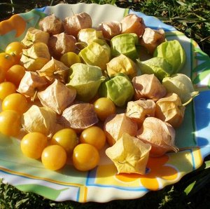 Физалис Ягодный Падающие Вишни Тёти Молли