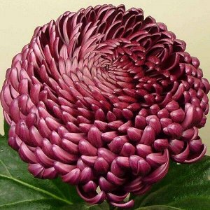 Хризантема Bigoudi Purple, укорененные черенки