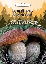 Грибы Белый Гриб Березовый (ССПК) (Очень высокие вкусовые и питательные качества, для всех видов переработки)