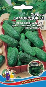 Огурец Самородок F1 - корнишон (УД) Самоопыляемый, урожайный, лидер для засолки!