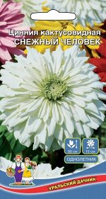 Цветы Цинния Снежный Человек кактусовидная (УД) (15 см, кремово-белой окраски)