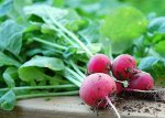 Распродажа семян! Остатки склада
