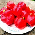 Перец для начинки Мамми Хубер -Mammi Huber’s Stuffing Pepper