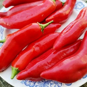 Ягодный Перец Баккатум КАП 455 — Baccatum Pepper CAP 455
