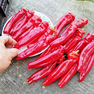 Перец Фриггителло Пепероне — Friggitello Peperone