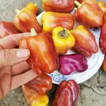 Перец Германская Виолончель — Violgo Pepper