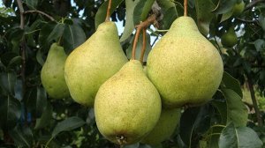 Поиск Груша Просто Мария (С7,5)Pyrus communis Prosto Mariya