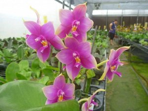 P.LD Bellina Eagle