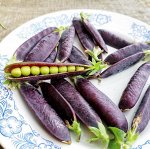 Карликовый Горошек Желанный Синий Стручок
